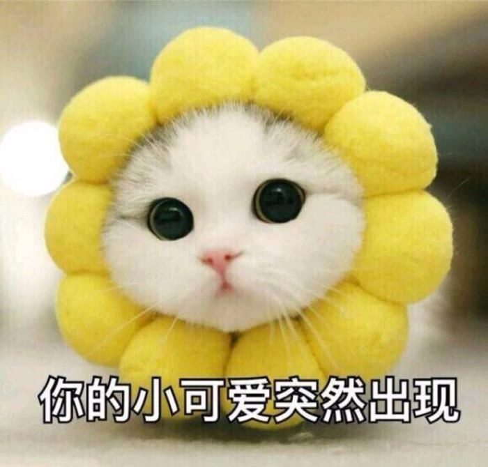 一梦江湖开启云养猫模式鬼才铲屎官秀翻了这些操作快学起来